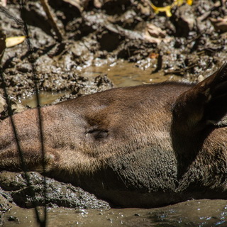 Corcovado - Closeup Baird's tapir